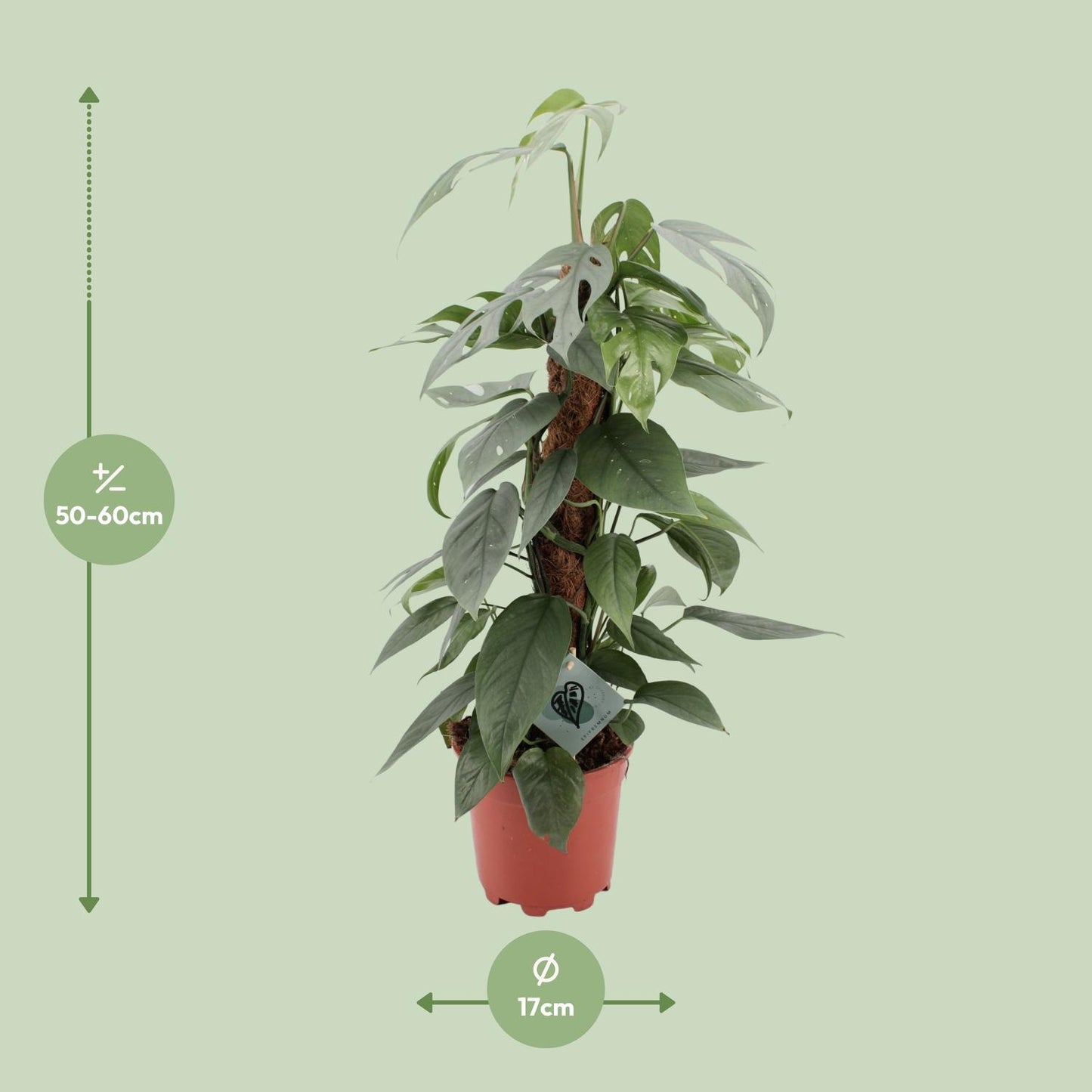 Epipremnum Pinnatum Cebu Blue - Ø17cm - ↕60cm - Pflanzfix24.de - Pflanzfix24.de