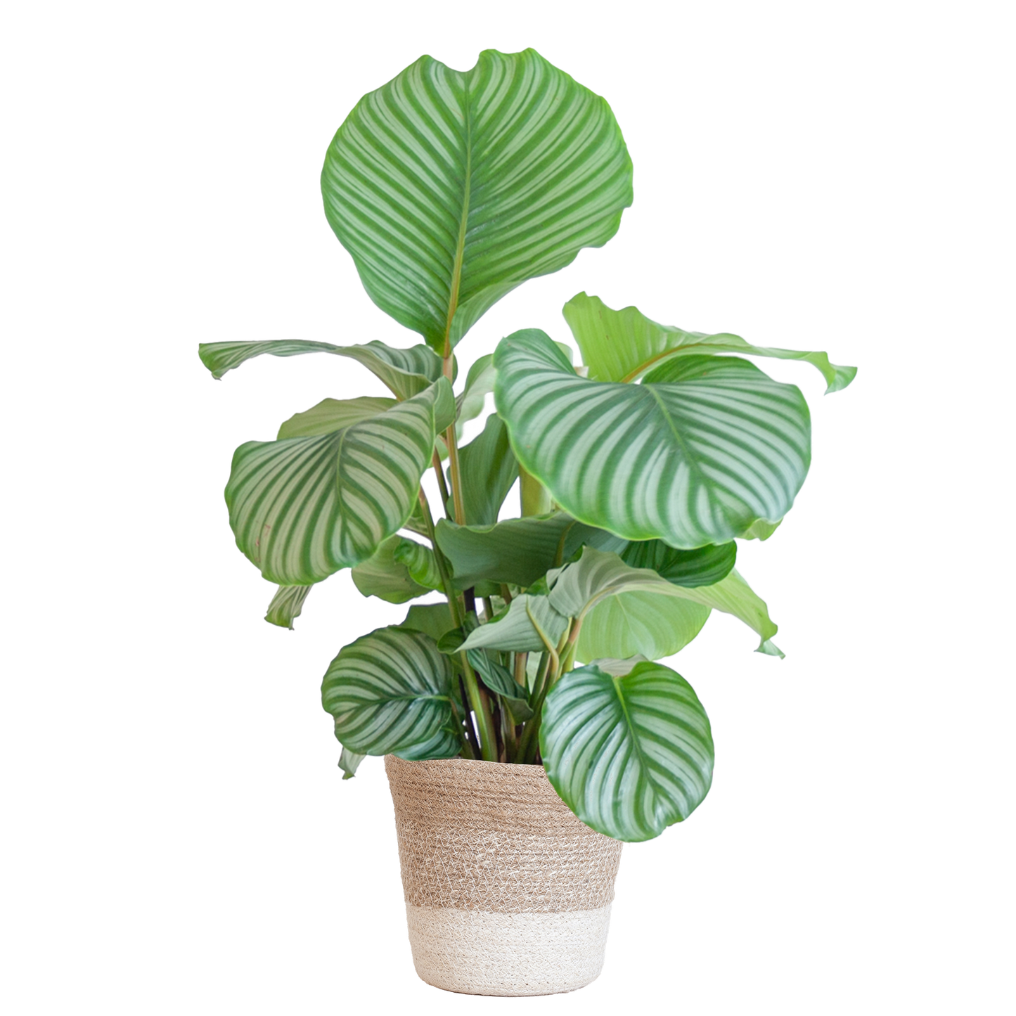 Calathea Orbifolia mit weißem Lissabon-Korb - 65cm - Ø19 - Pflanzfix24.de - Pflanzfix24.de