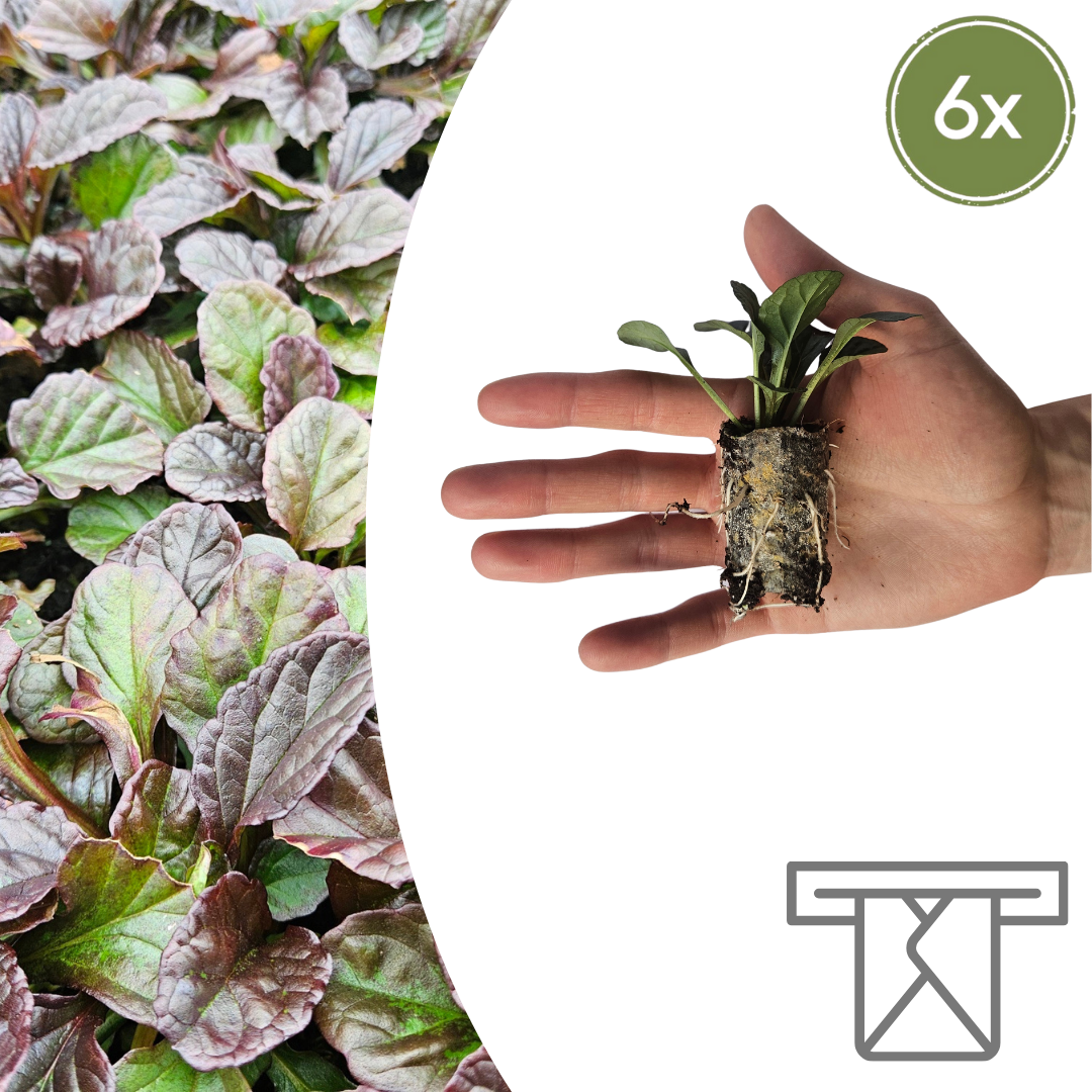 Ajuga Reptans – 6 Pflanzenstecker - Pflanzfix24.de - Pflanzfix24.de