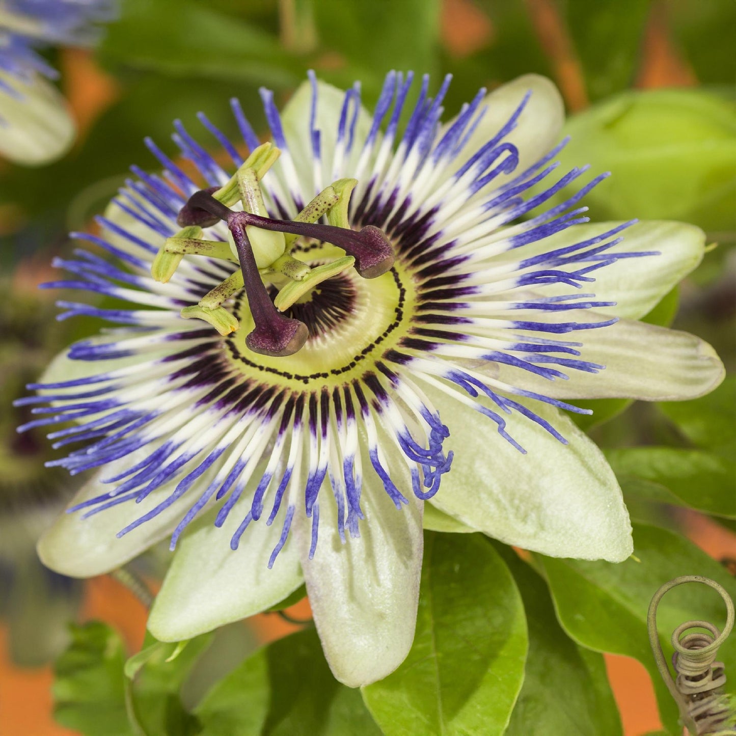 Passionsblume - Passiflora caerulea - 2 Pflanzen - Topf 11cm - Pflanzfix24.de - Pflanzfix24.de