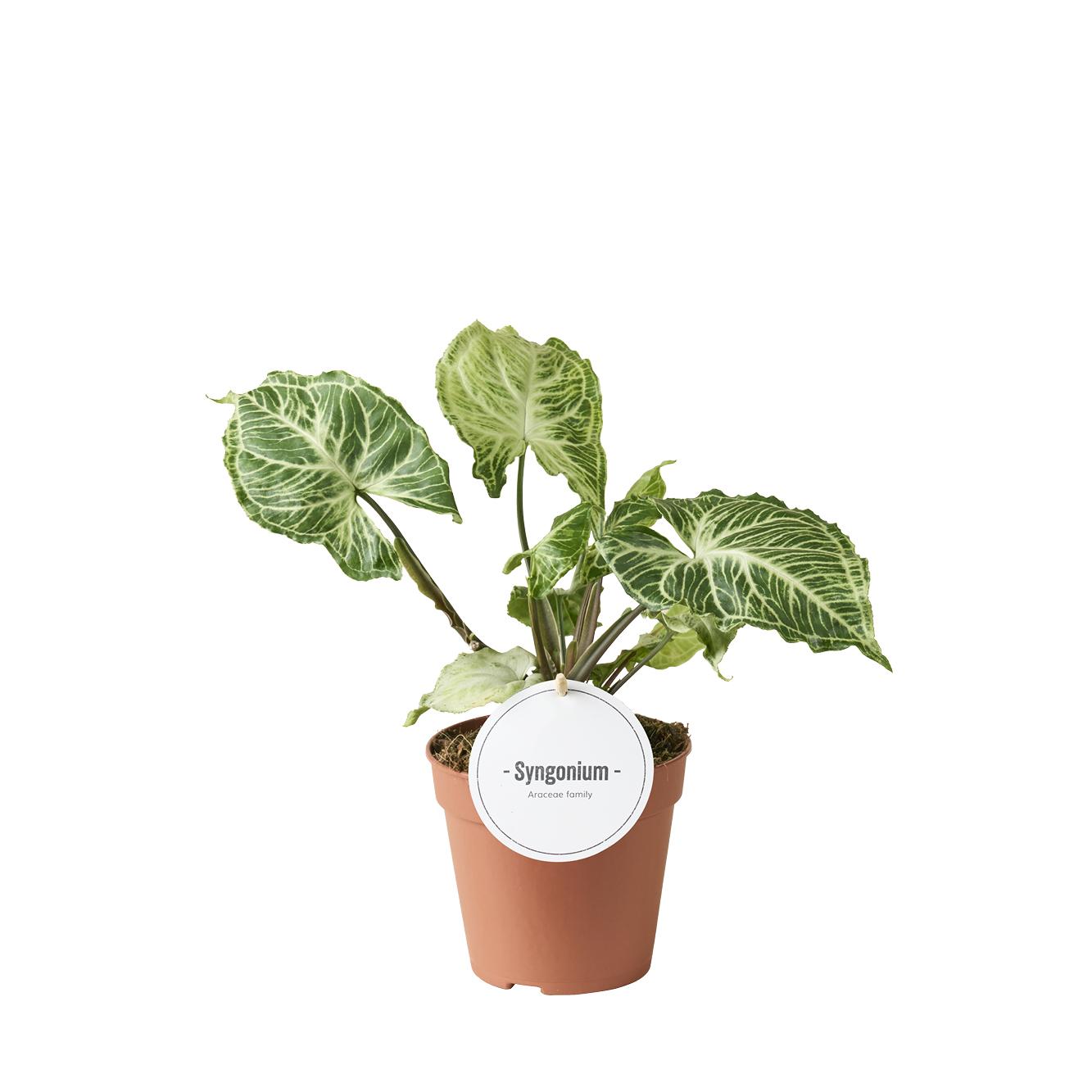 Syngonium Batik - Ø12cm - ↕20cm bei Pflanzfix24