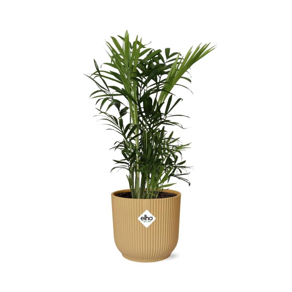 Chamaedorea Elegans in ELHO Vibes Fold 14cm geel - pflanzfix24