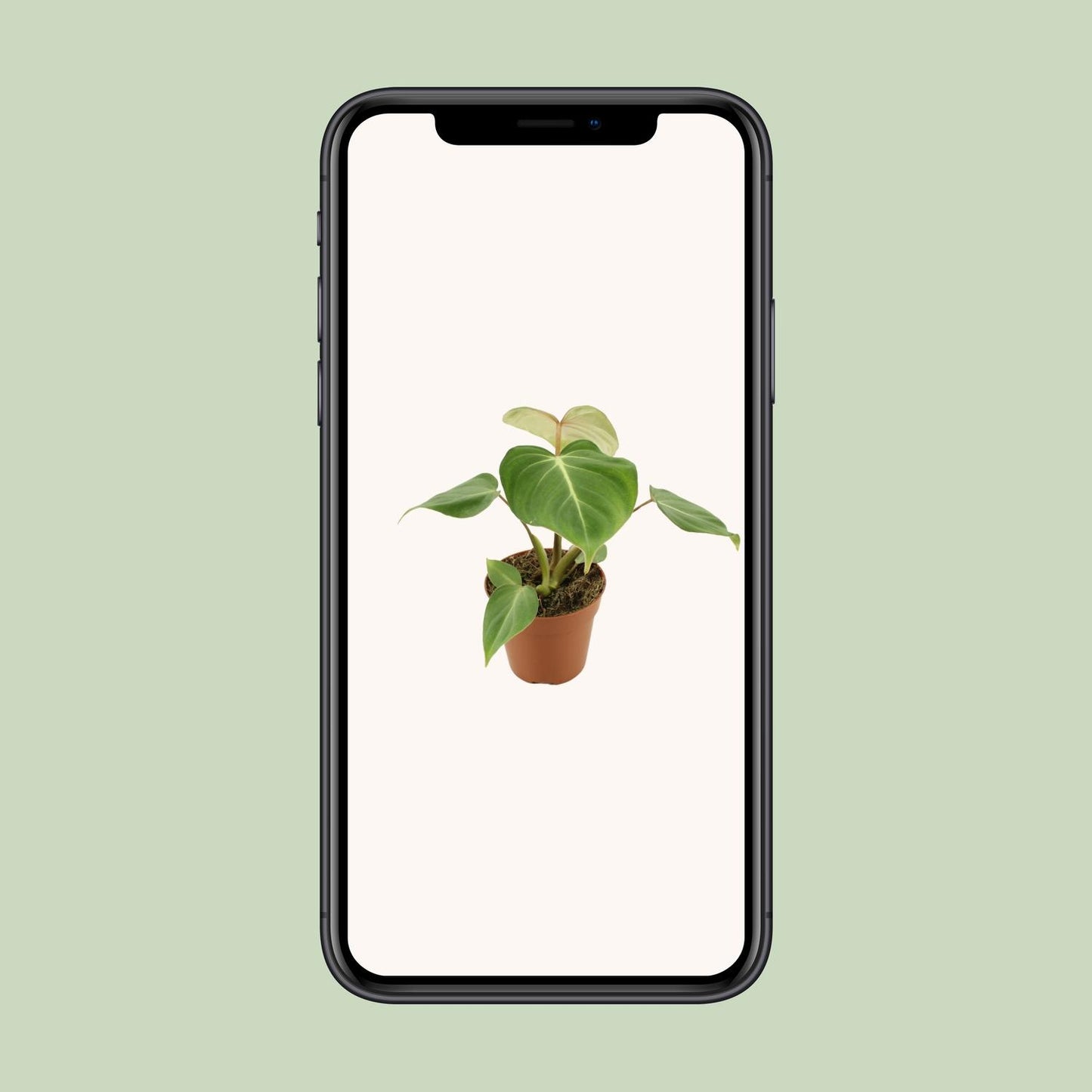 Philodendron Gloriosum - Ø12cm - ↕30cm - Pflanzfix24