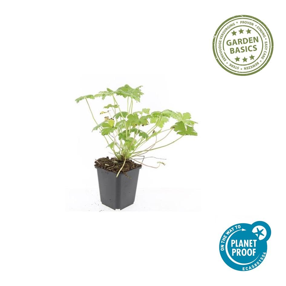 20x Geranium 'Tiny Monster' - Pflanzfix24.de - Höhe 10-25cm, Topfgröße Ø9cm - Pflanzfix24.de