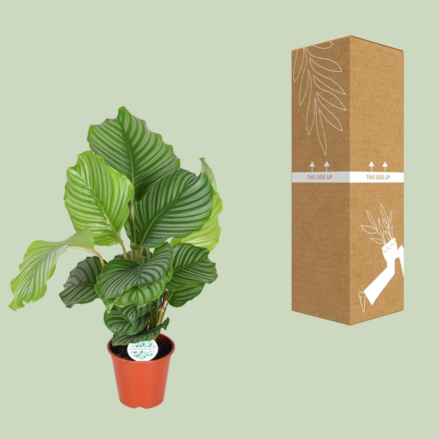 Calathea Orbifolia - Ø17cm bei Pflanzfix24
