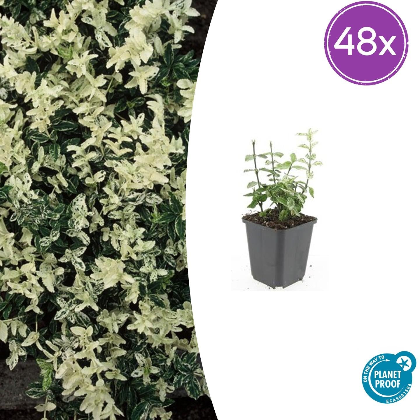 48x Euonymus fort. 'Harlequin' - ↕10-25cm - Ø9cm - Pflanzfix24
