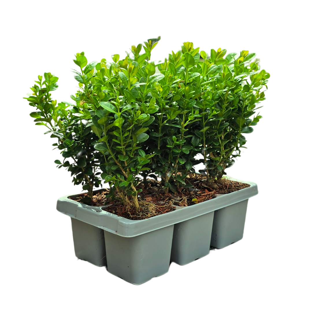 4 x 6er-Pack Buxus NewGen Freedom - Winterharte Immergrüne Sträucher 24 x Ø7 cm - Pflanzfix24.de - Pflanzfix24.de