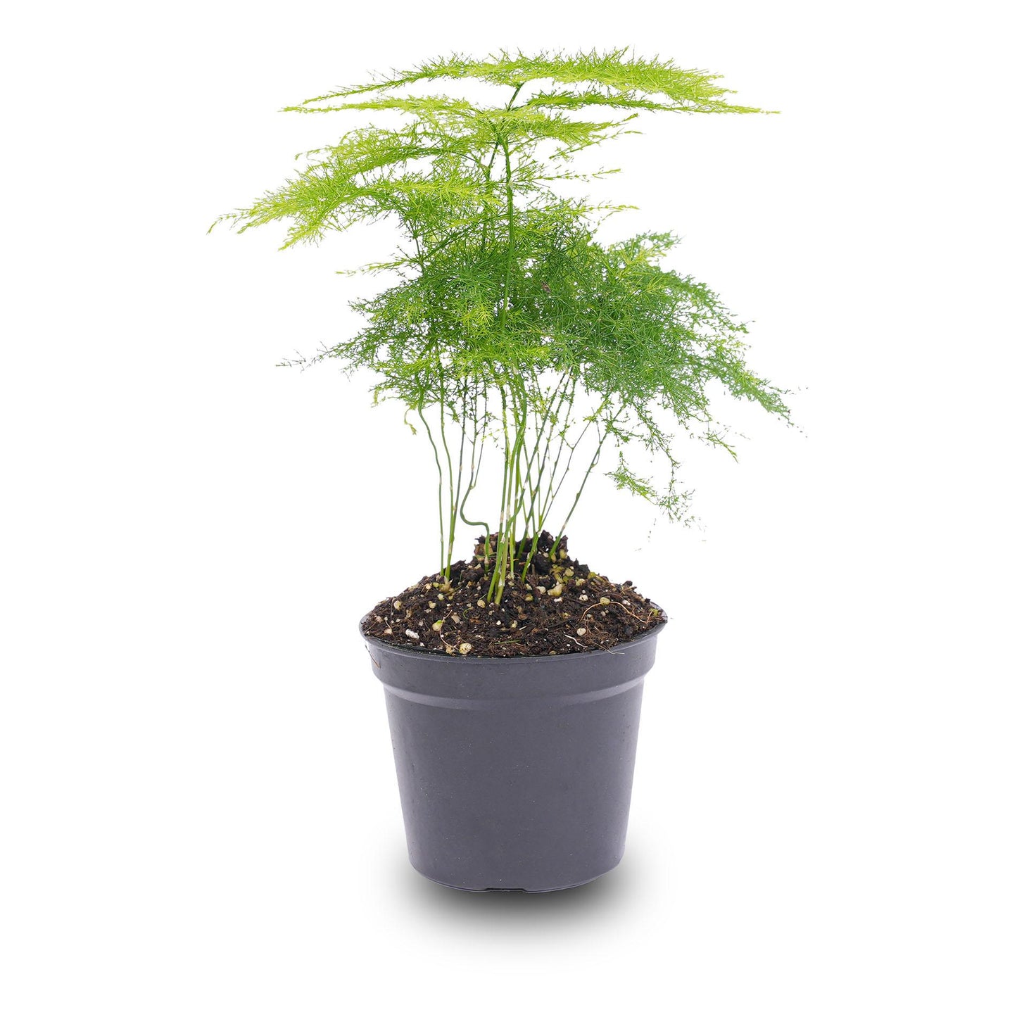 Asparagus Setaceuse Plumosus – Sierasperge - Terrarium plant - Potmaat 6 - Pflanzfix24.de - Pflanzfix24.de