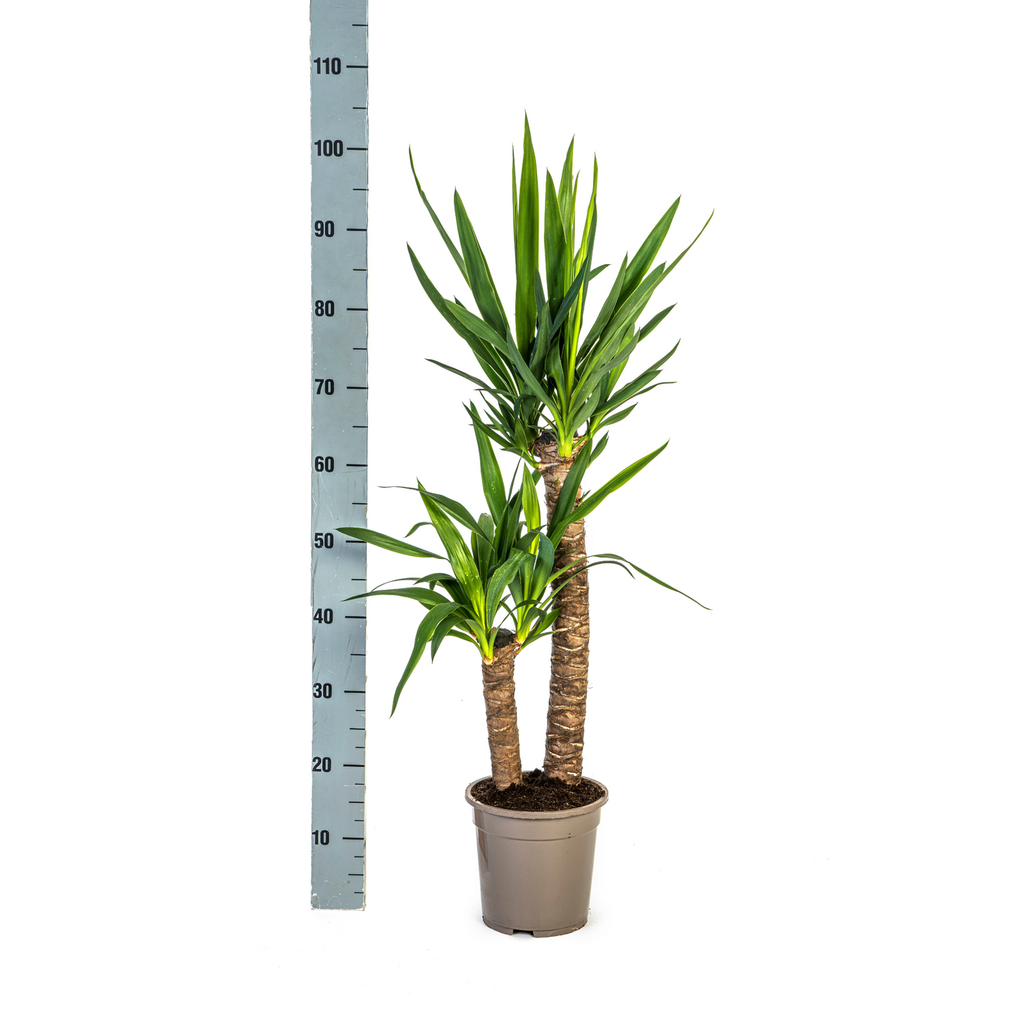 Yucca Elephantipes Ø19cm | Zimmerpflanze 70-90cm – Pflanzfix24.de - Pflanzfix24.de