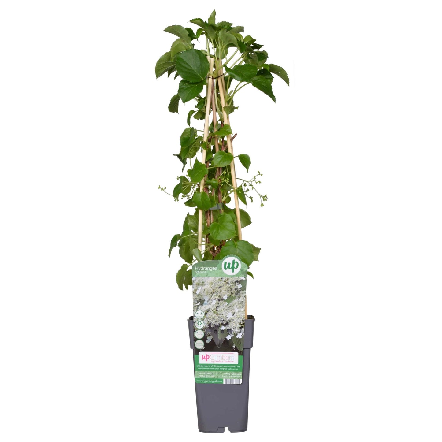 Hydrangea petiolaris - Klimhortensia - Ø15cm - ↕65cm - Pflanzfix24.de - Pflanzfix24.de