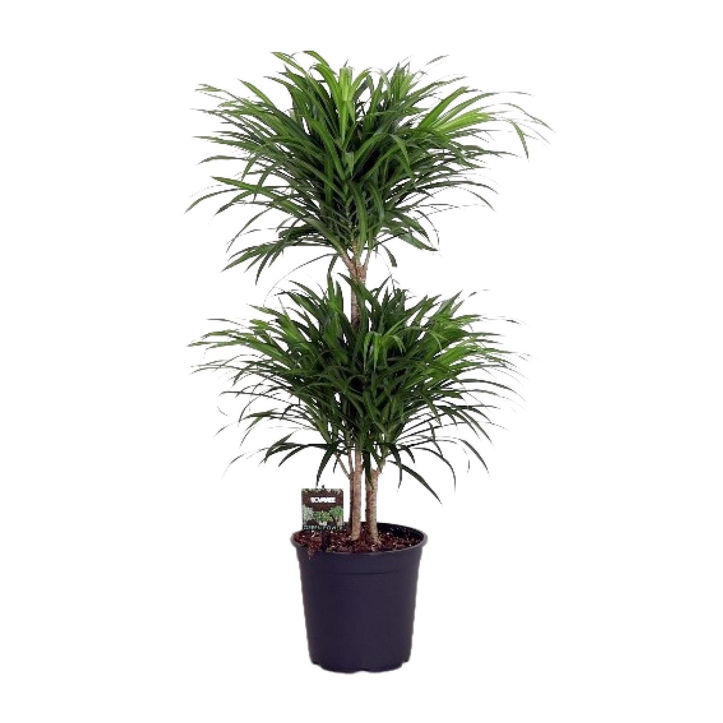 Dracaena Reflexa Anita - Ø24cm - ↕90cm - Pflanzfix24