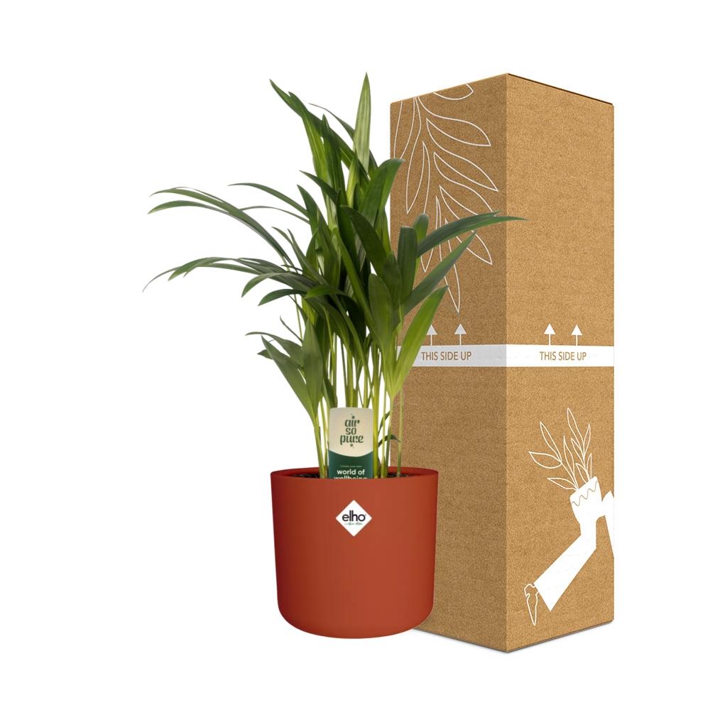 Dypsis Lutescens (Areca) 12cm - Bambuspalme - Pflanzfix24