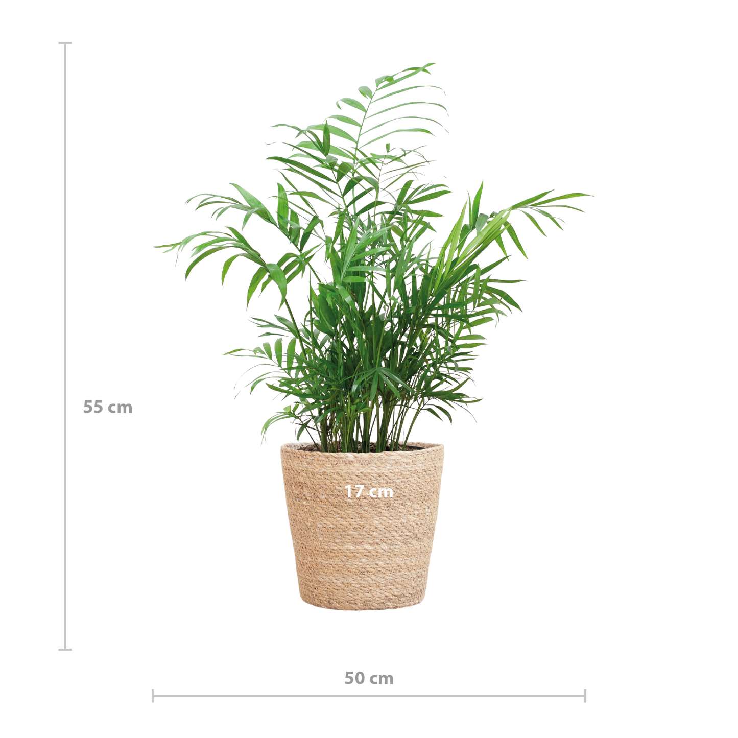 Chamaedorea Elegans mit Sofia-Korb natur - 55cm - Ø17 - Pflanzfix24