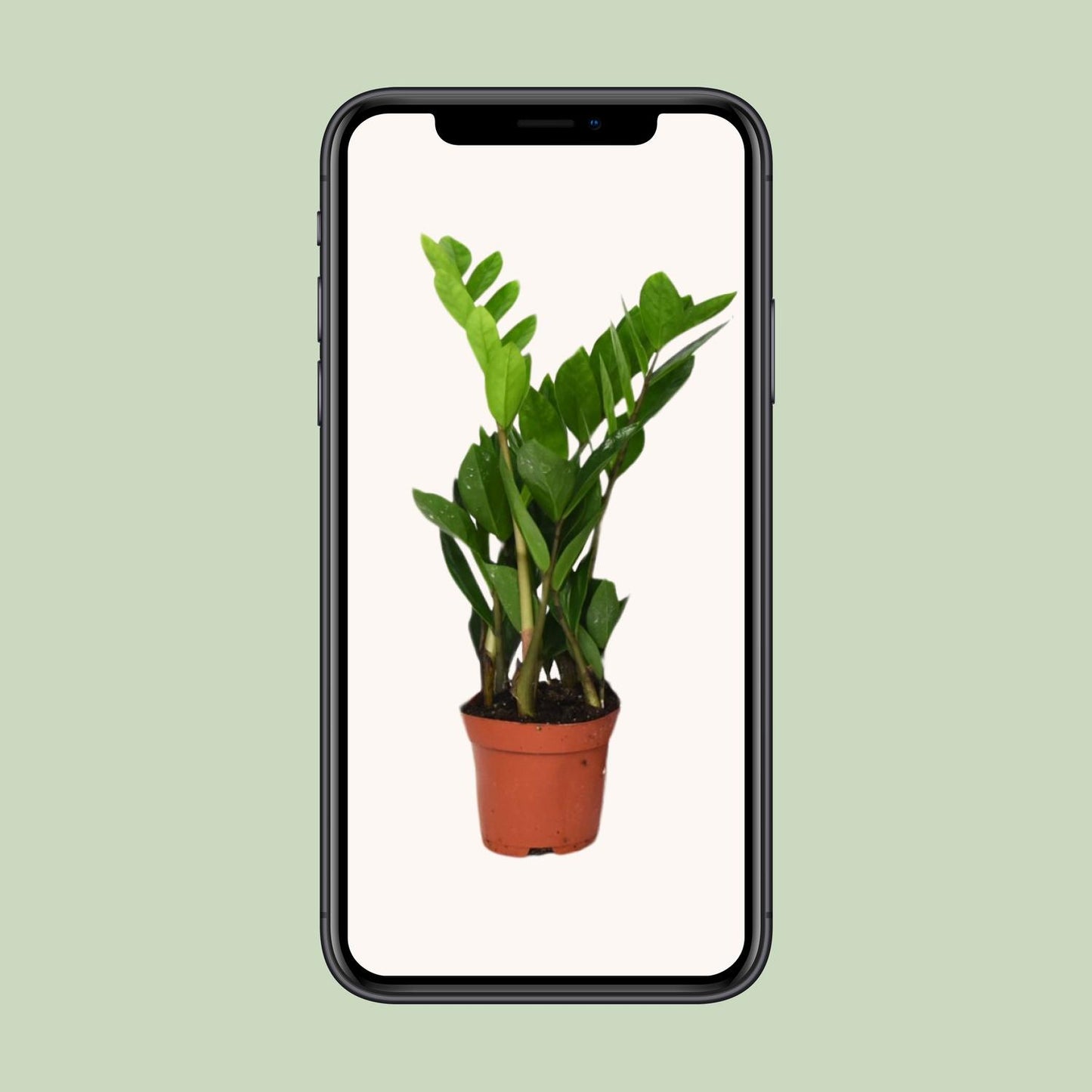 Zamioculcas Zamiifolia Ø12cm, 40cm – Pflegeleichte ZZ-Pflanze | Pflanzfix24.de - Pflanzfix24.de