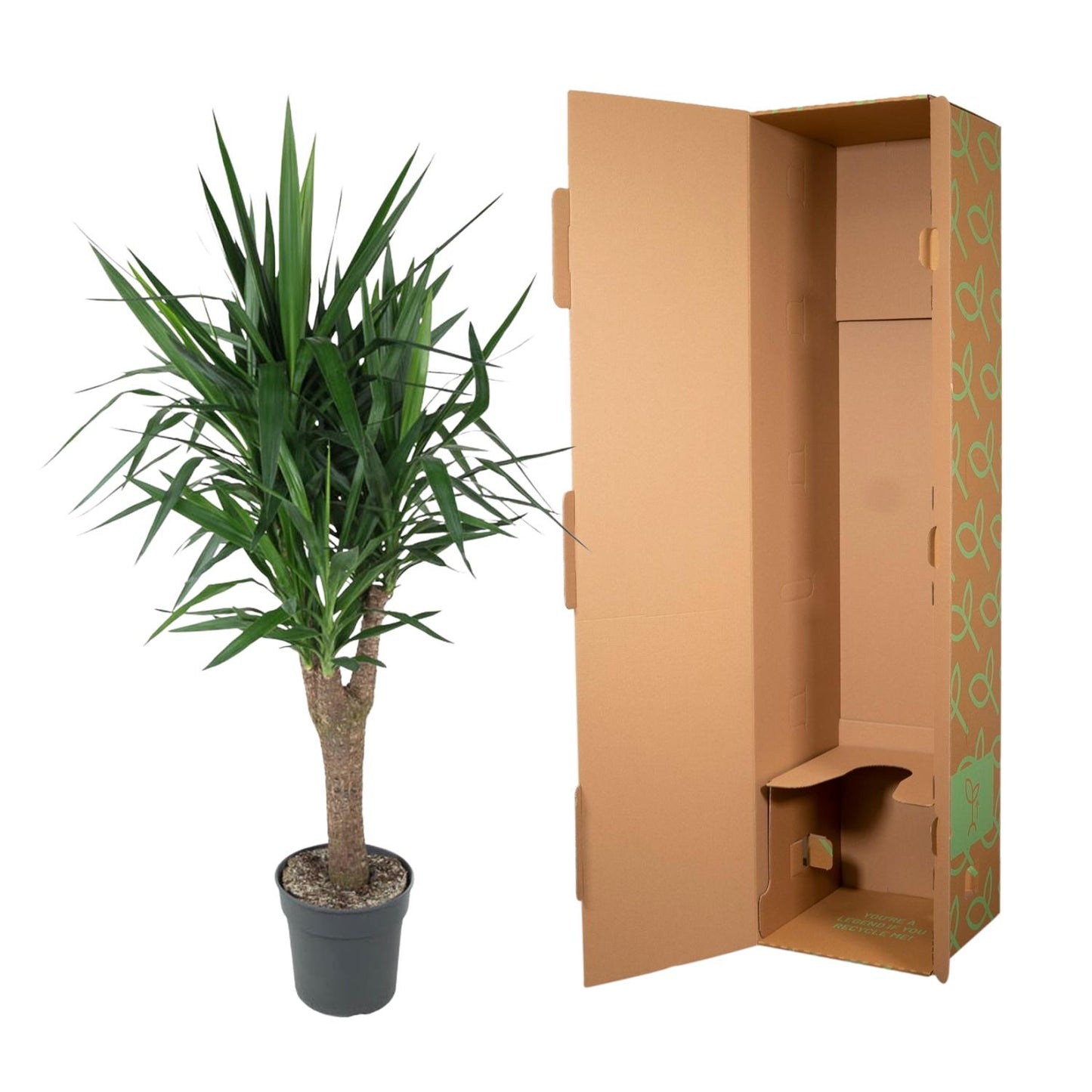 Yucca Elephantipes 150 cm vertakt – Pflanzfix24.de - Pflanzfix24.de