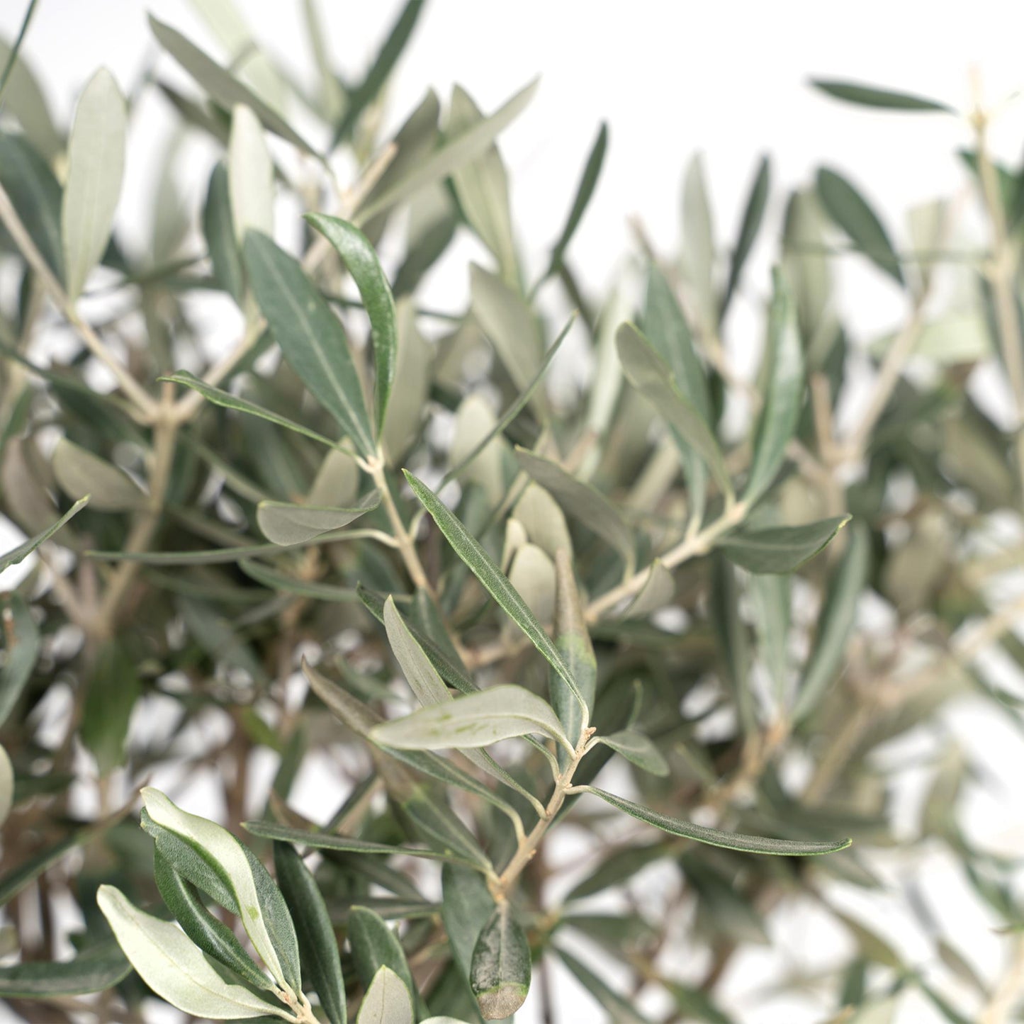 Olivenbaum Olea Europaea auf Stamm Ø19cm 90cm – Pflanzfix24.de - Pflanzfix24.de