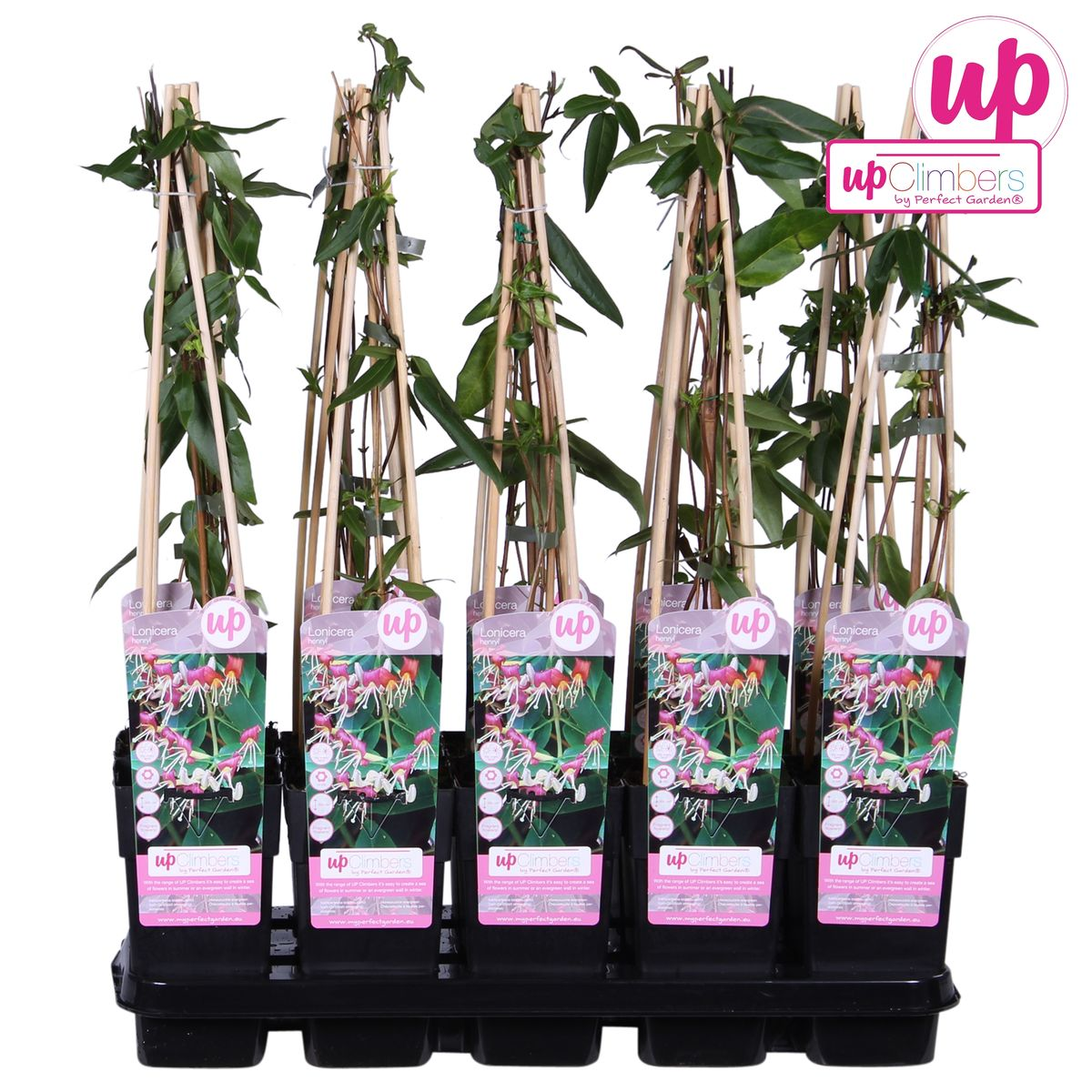Lonicera henryi Immergrünes Geißblatt Ø15cm – Pflanzfix24.de - Pflanzfix24.de