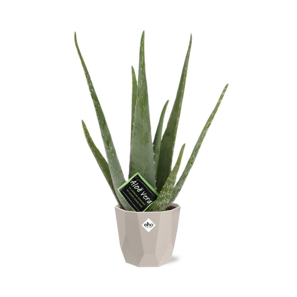 Aloe Vera 12cm in ELHO b.for rock 14 cm warm grey - Pflanzfix24
