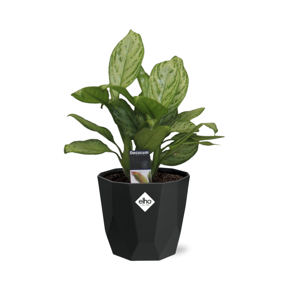 Aglaonema Christina - Pflanzfix24