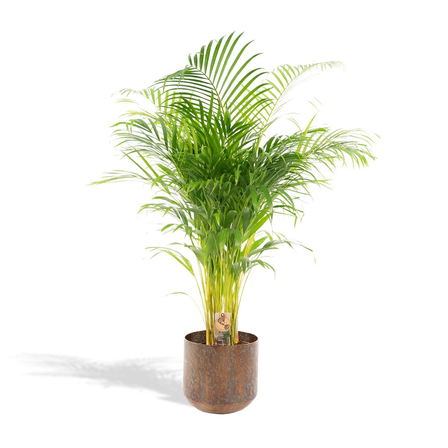 Areca-Palme mit Topf - ↨130cm - Ø24cm - Pflanzfix24