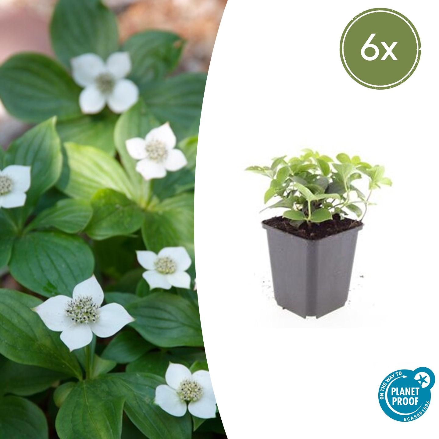 6x Cornus canadensis - Bodendecker-Pflanze - Pflanzfix24.de - Pflanzfix24.de