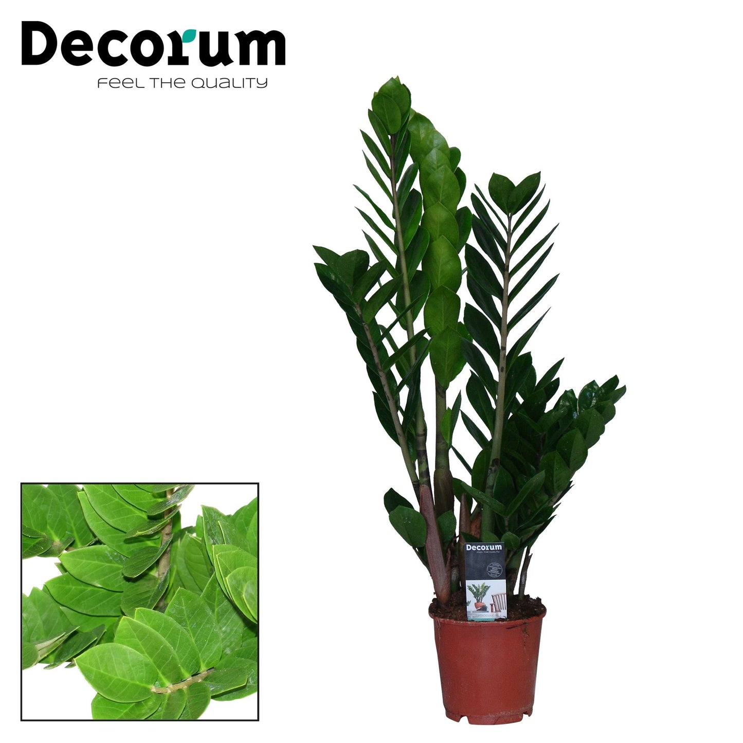 Zamioculcas Zamiifolia - Ø14cm - ↕65cm bei Pflanzfix24