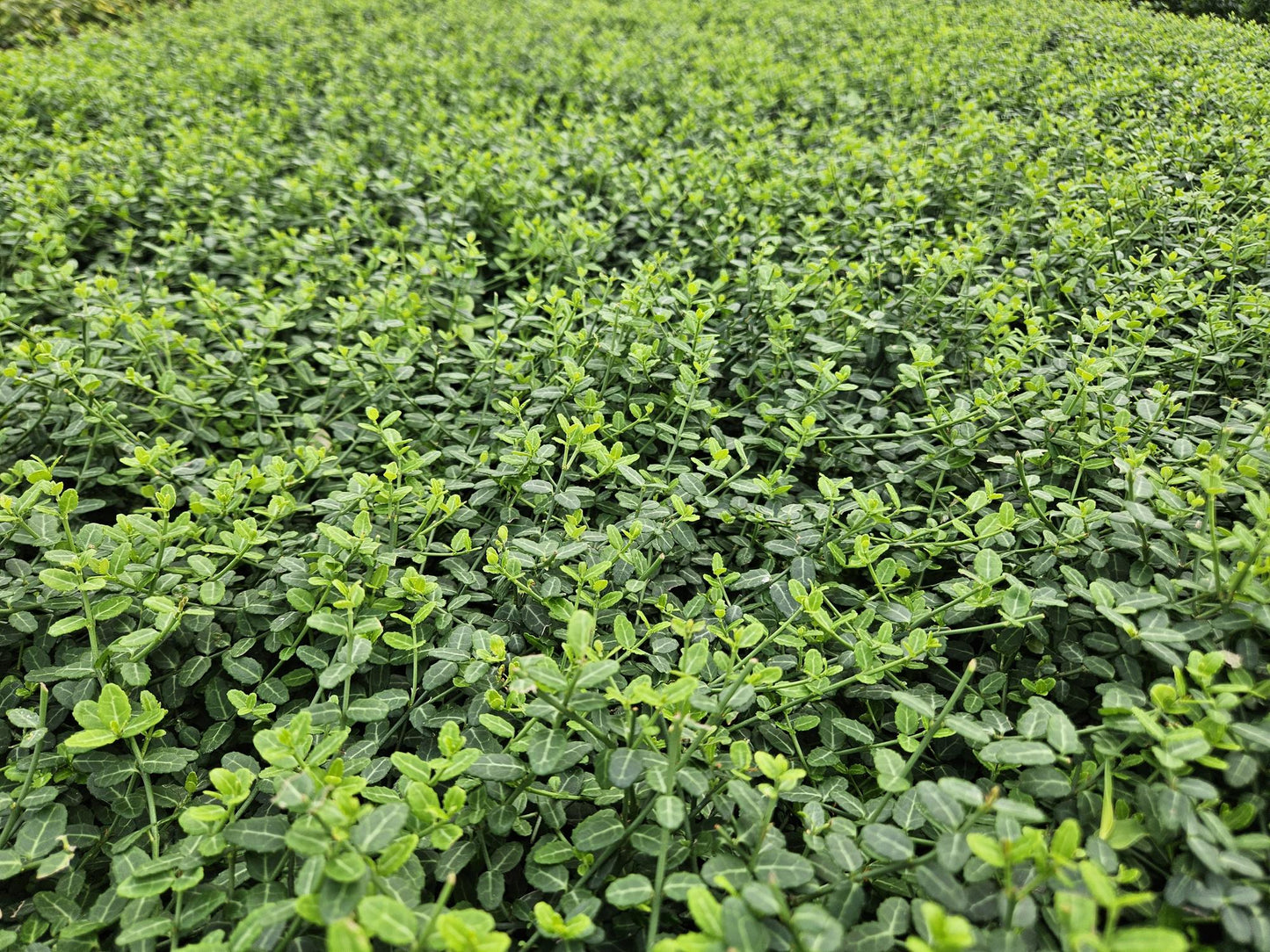 40x Euonymus fort. 'Minimus' - ↕10-25cm - Ø9cm bei Pflanzfix24.de - Pflanzfix24.de
