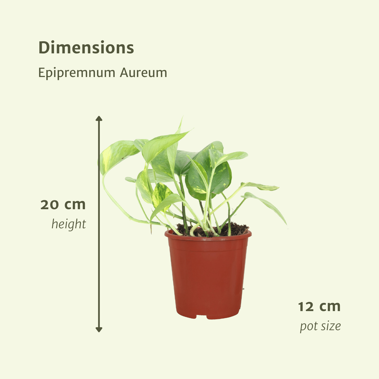 2x Epipremnum Aureum - Scindapsus - 20cm - ø12 - Pflanzfix24.de - Pflanzfix24.de
