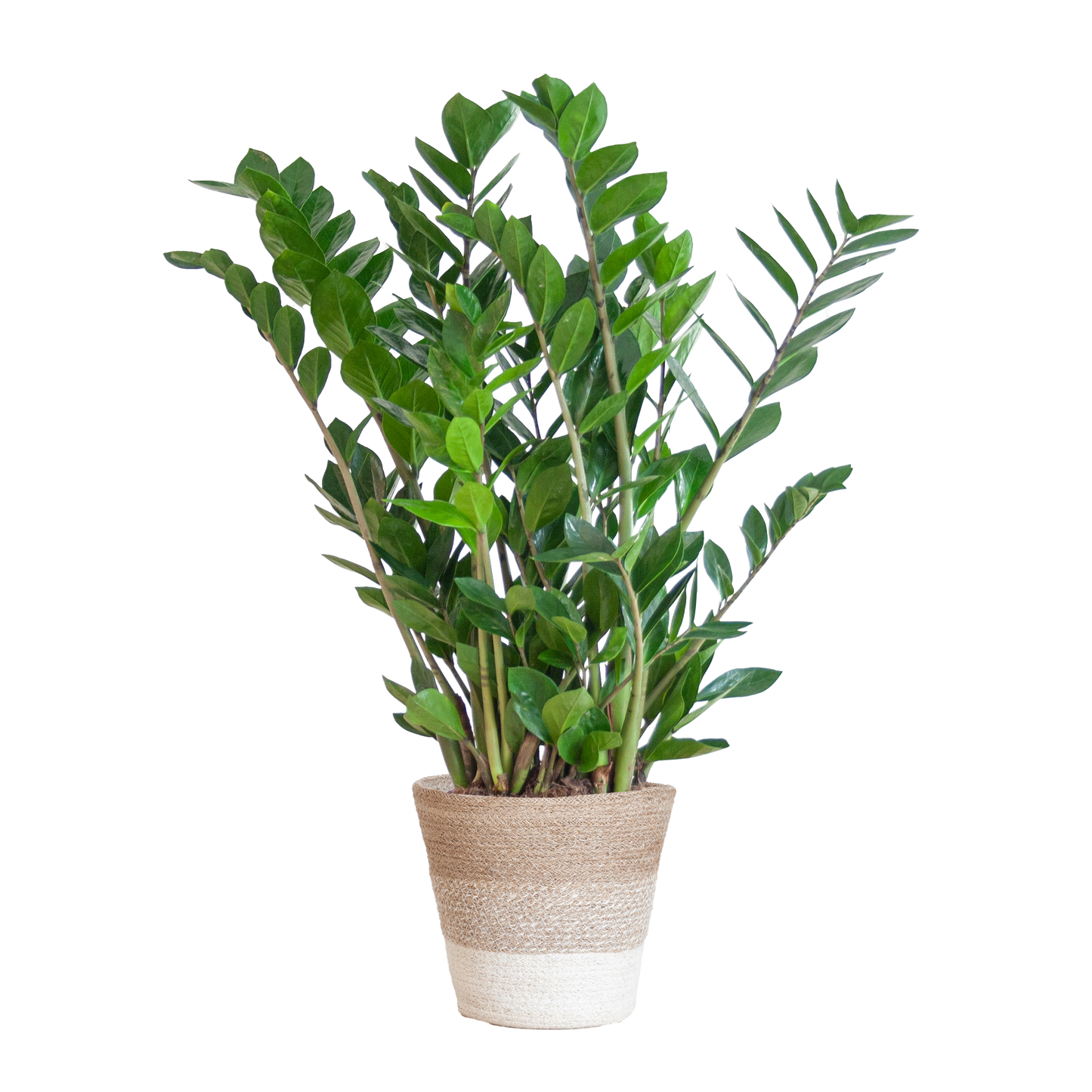 Zamioculcas mit Jutekorb Lissabon – 80cm – Pflanzfix24.de - Pflanzfix24.de