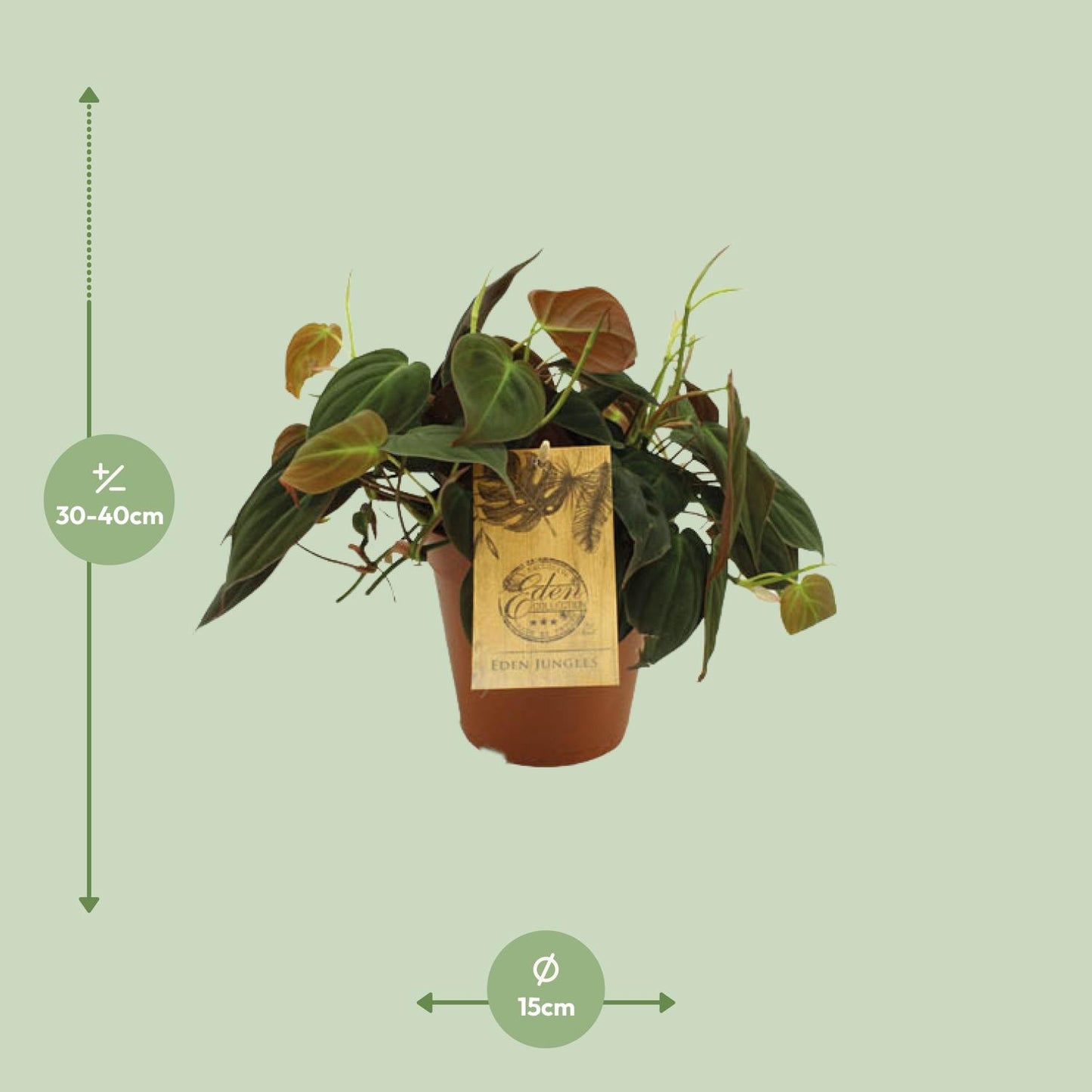 Philodendron Micans - Ø15cm - ↕40cm bei Pflanzfix24
