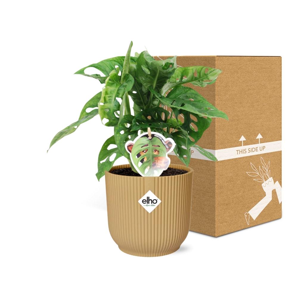 Monstera 'Monkey Leaf' ELHO Fold 14cm gelb | Pflanzfix24