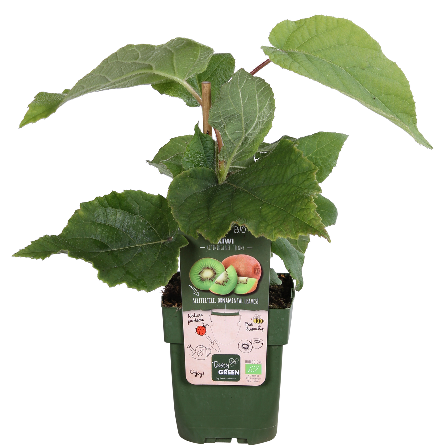 Actinidia delciosioa 'Jenny' - Kiwi - Ø13cm - ↕45cm bei Pflanzfix24