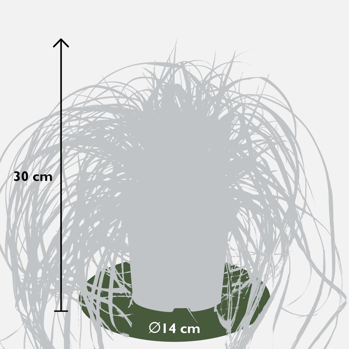 5x - Carex Mix - ↨30cm - Ø14 - Pflanzfix24