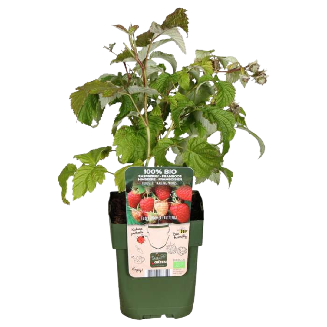 Früchte-Party BIO Beeren-Set – 3 Obstpflanzen | Pflanzfix24.de - Pflanzfix24.de