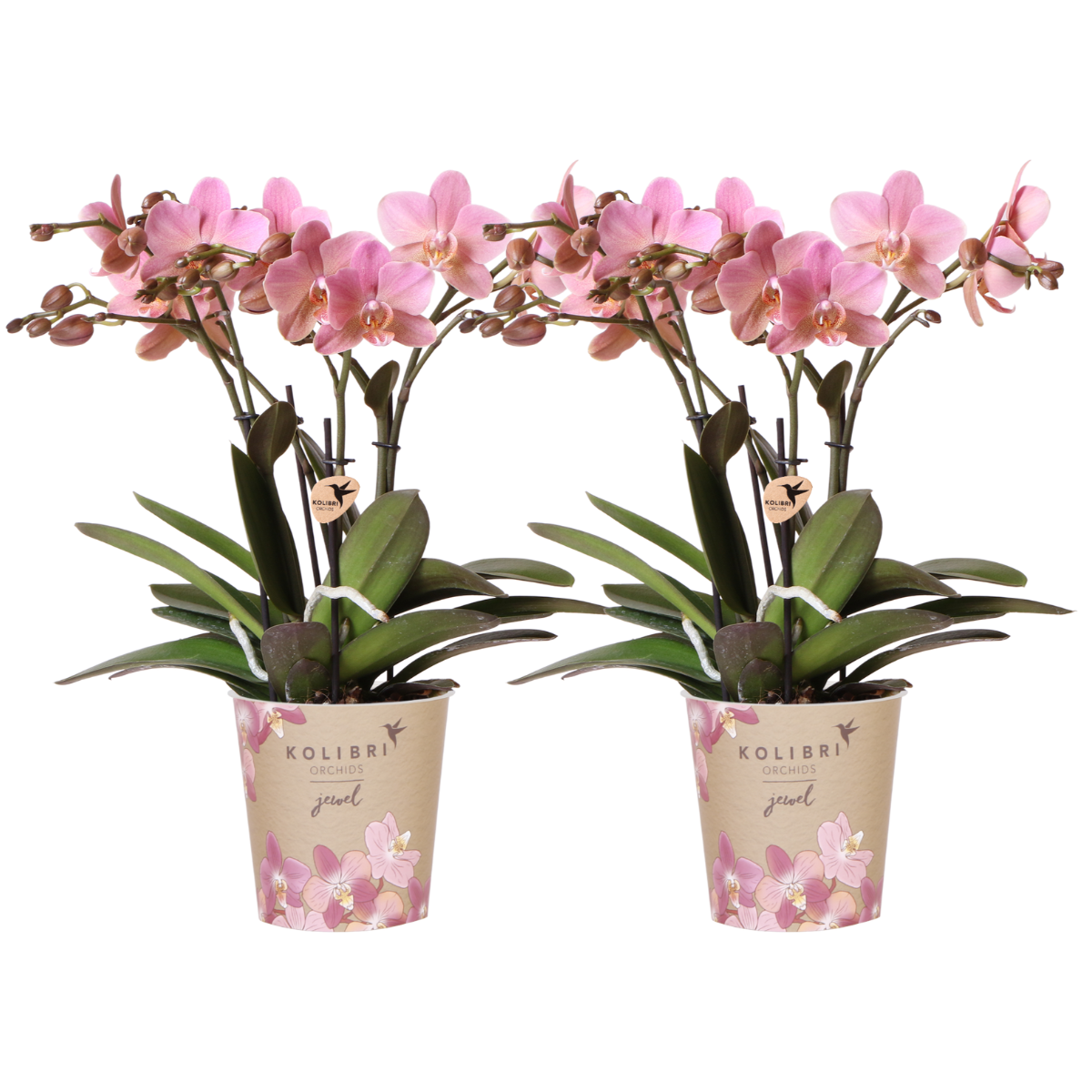 2x Orchidee „Treviso“ Altrosa Ø12 cm – Phalaenopsis Set | Pflanzfix24.de - Pflanzfix24.de