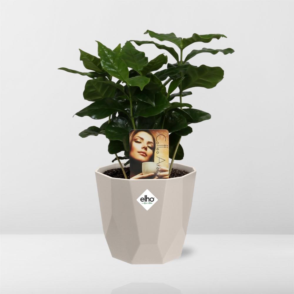 Coffea Arabica in ELHO b.for rock 14 cm warm grey - Pflanzfix24