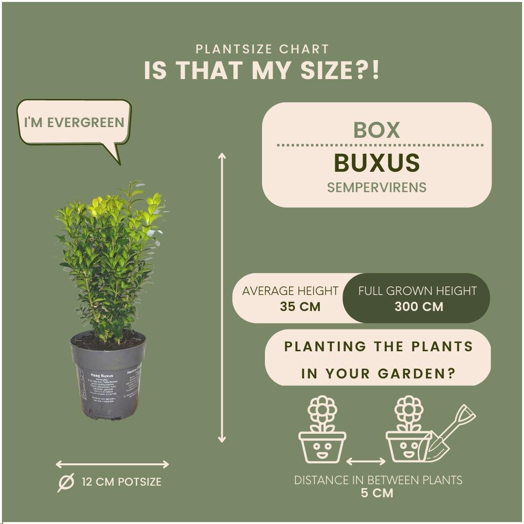 pflanzfix24 - 1 Meter Buxus Sempervirens Haag - Set von 6 Winterharten Heckenpflanzen