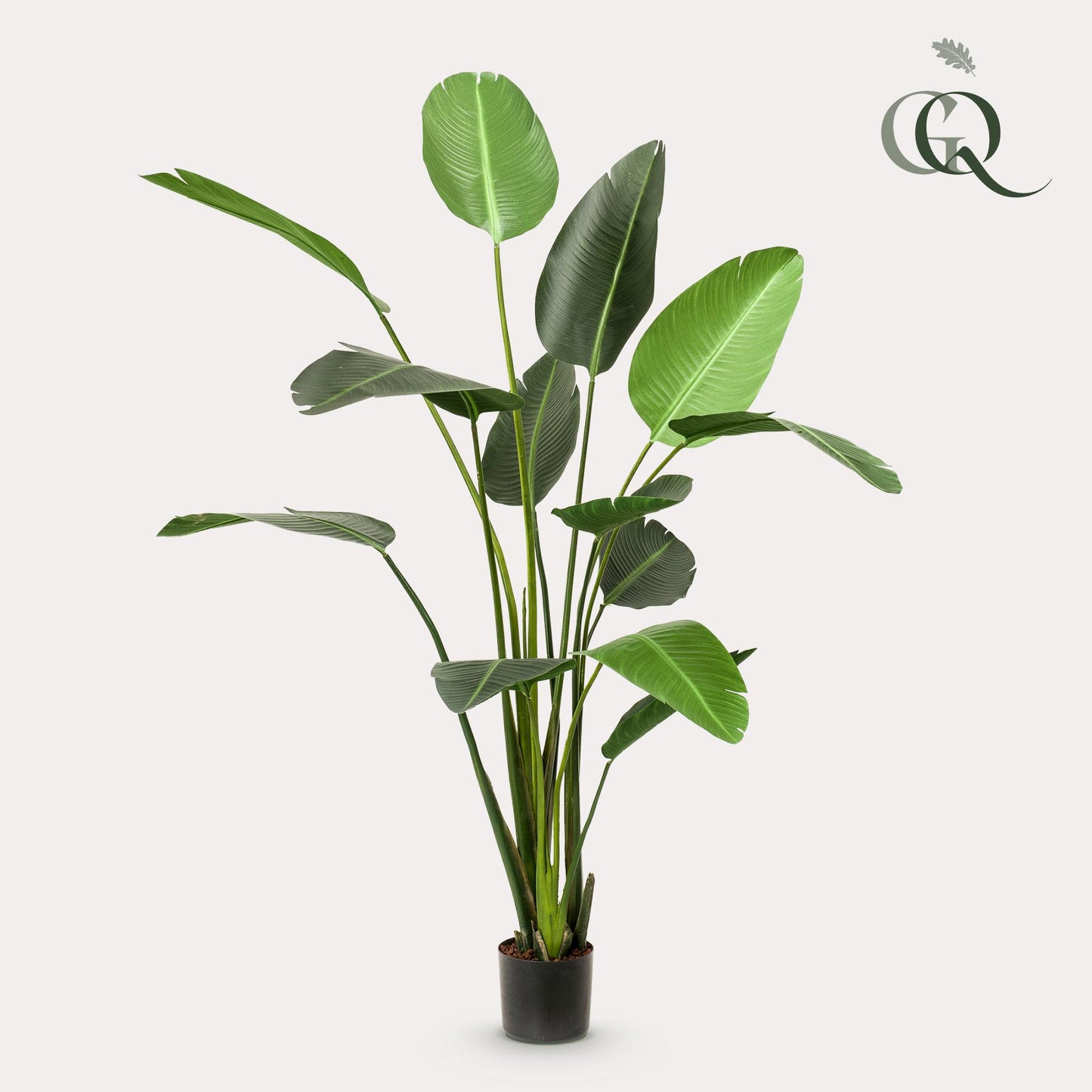Kunstpflanze Strelitzia Nicolai 230 cm – Paradiesvogelblume | Pflanzfix24.de - Pflanzfix24.de