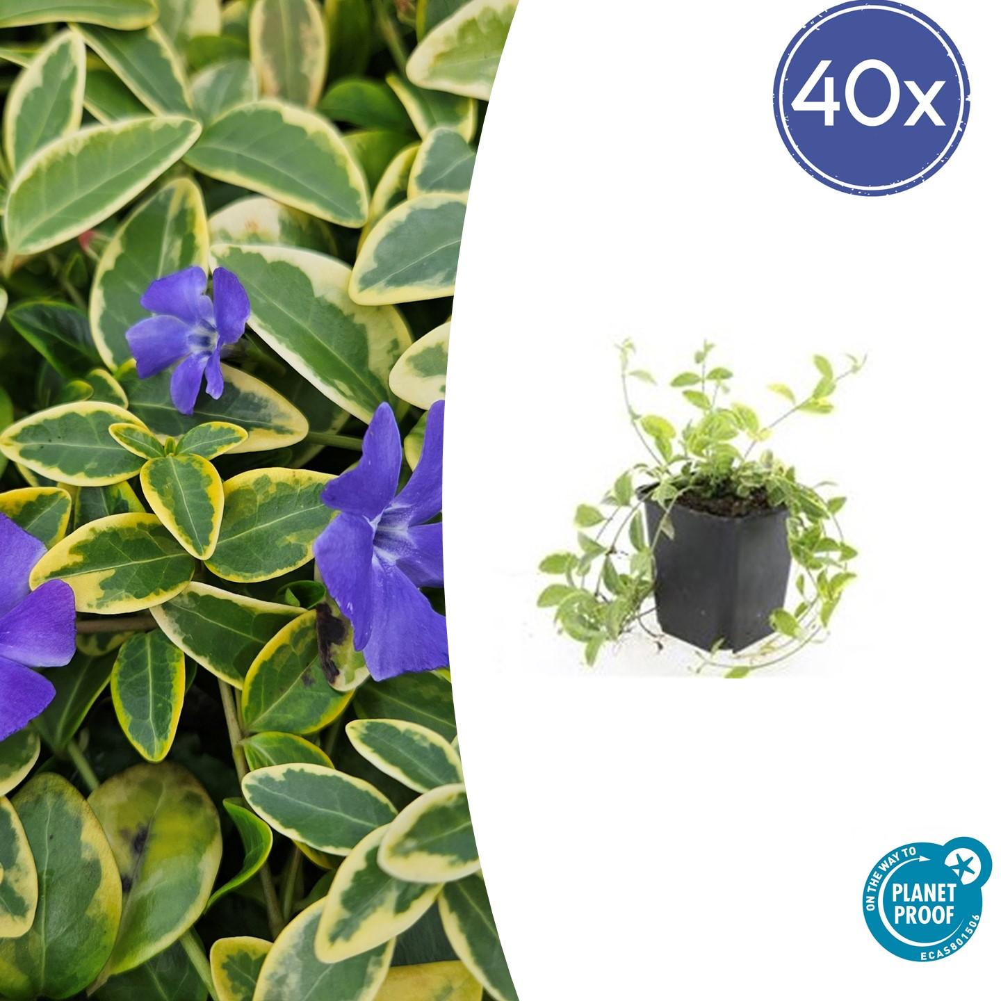 40x Vinca minor 'Aureovariegata' – Bodendecker – Pflanzfix24