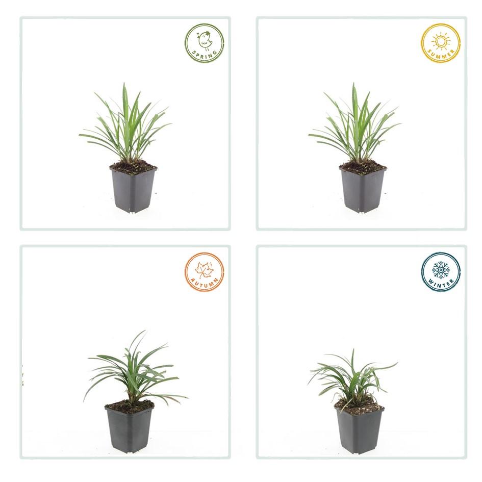 12x Liriope muscari 'Ingwersen' Bodendecker 10-25cm – Pflanzfix24.de - Pflanzfix24.de