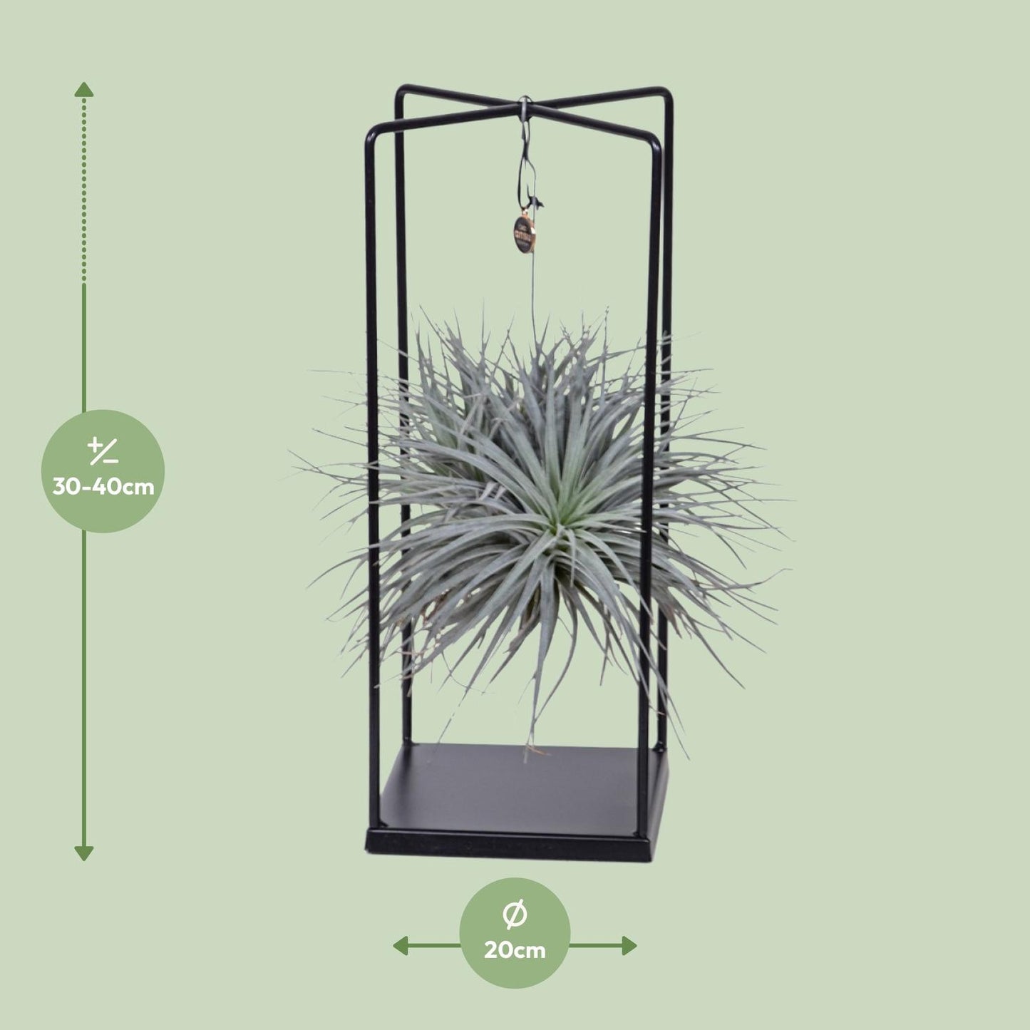 Tillandsia Mix Ø20cm – Luftpflanze 1 Stück | Pflanzfix24.de - Pflanzfix24.de