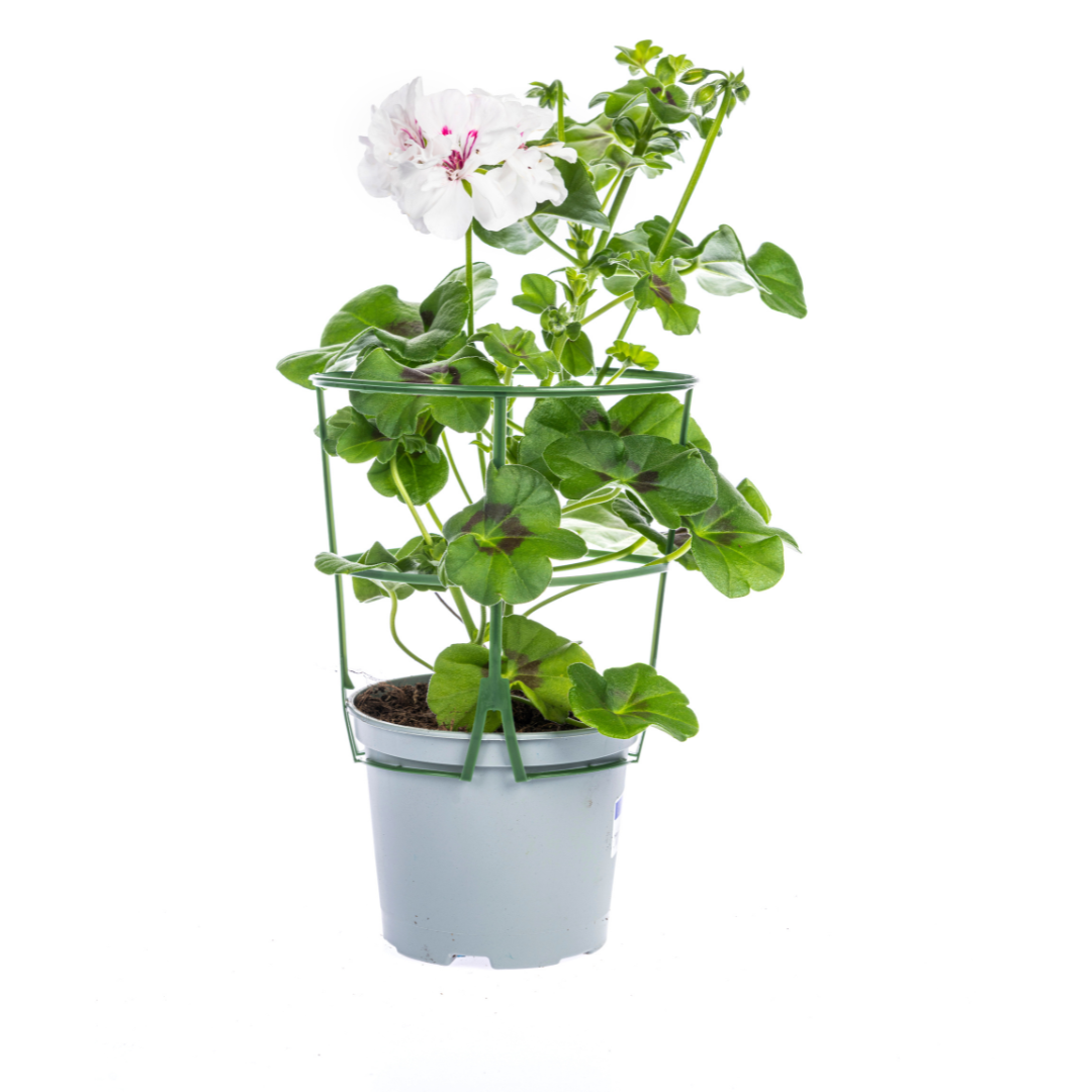 8x Pelargonium peltatum Weiß Ø12 cm - ↕20 cm by Pflanzfix24
