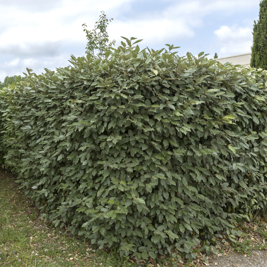 25 Große Ölweide Pflanzen - pflanzfix24