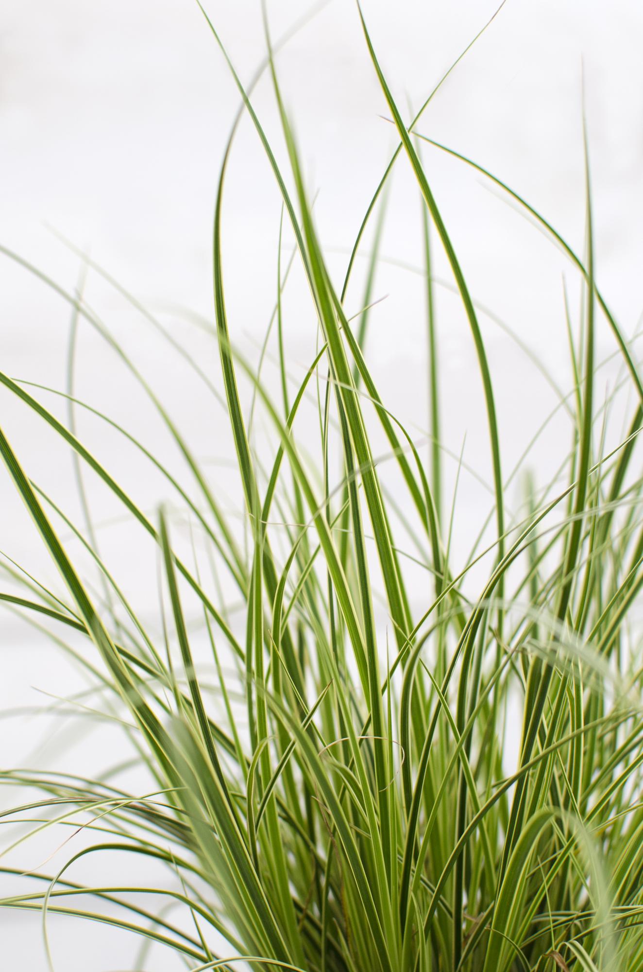 3x Carex brunnea 'Variegata' - 30cm - Ø14 - Pflanzfix24