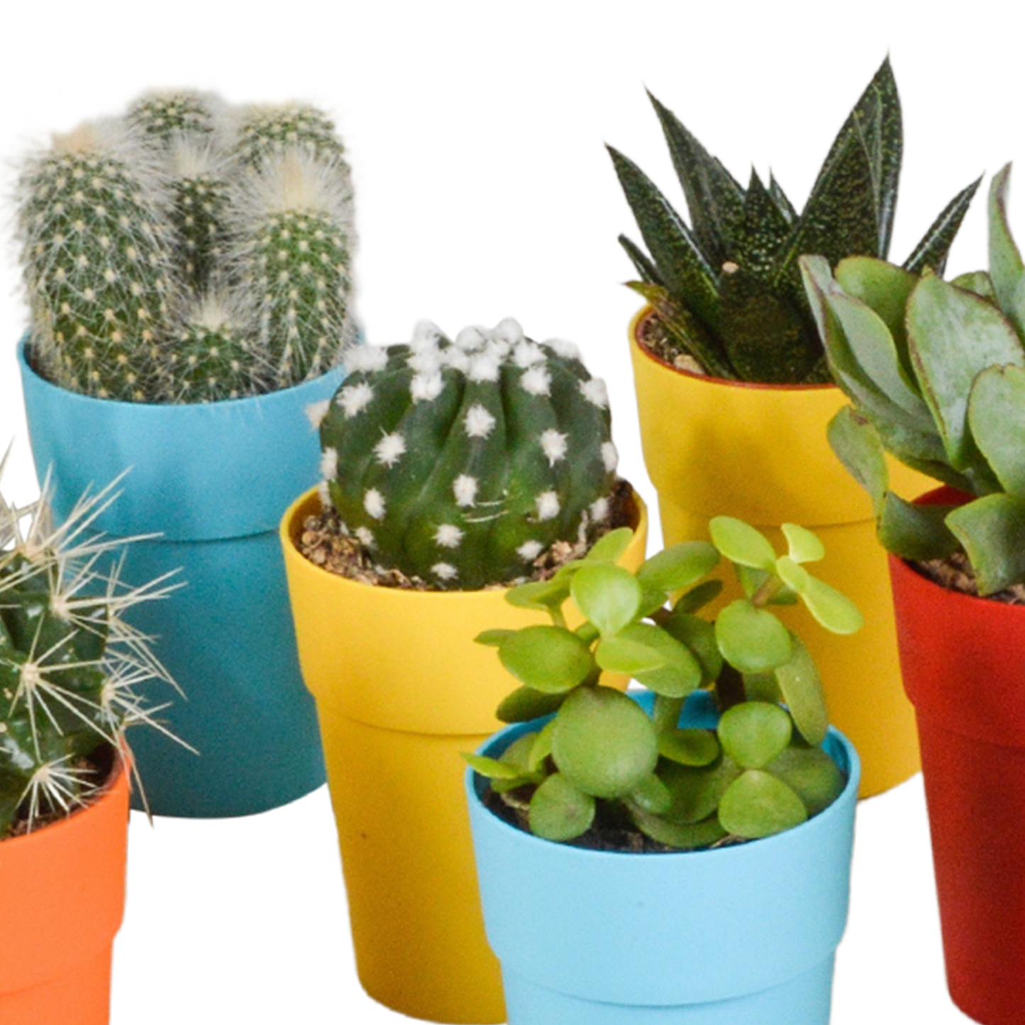 Cactus en vetplanten Mischung 5,5 cm | 15 stück - in gekleurde plasticpot - Pflanzfix24.de - Pflanzfix24.de