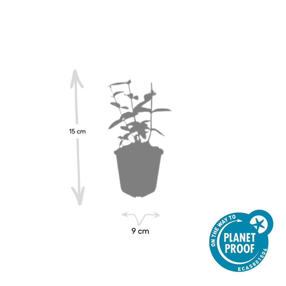 12x Hypericum ‘Annebel’ – Gelb blühender Zierstrauch | Pflanzfix24 - Pflanzfix24.de