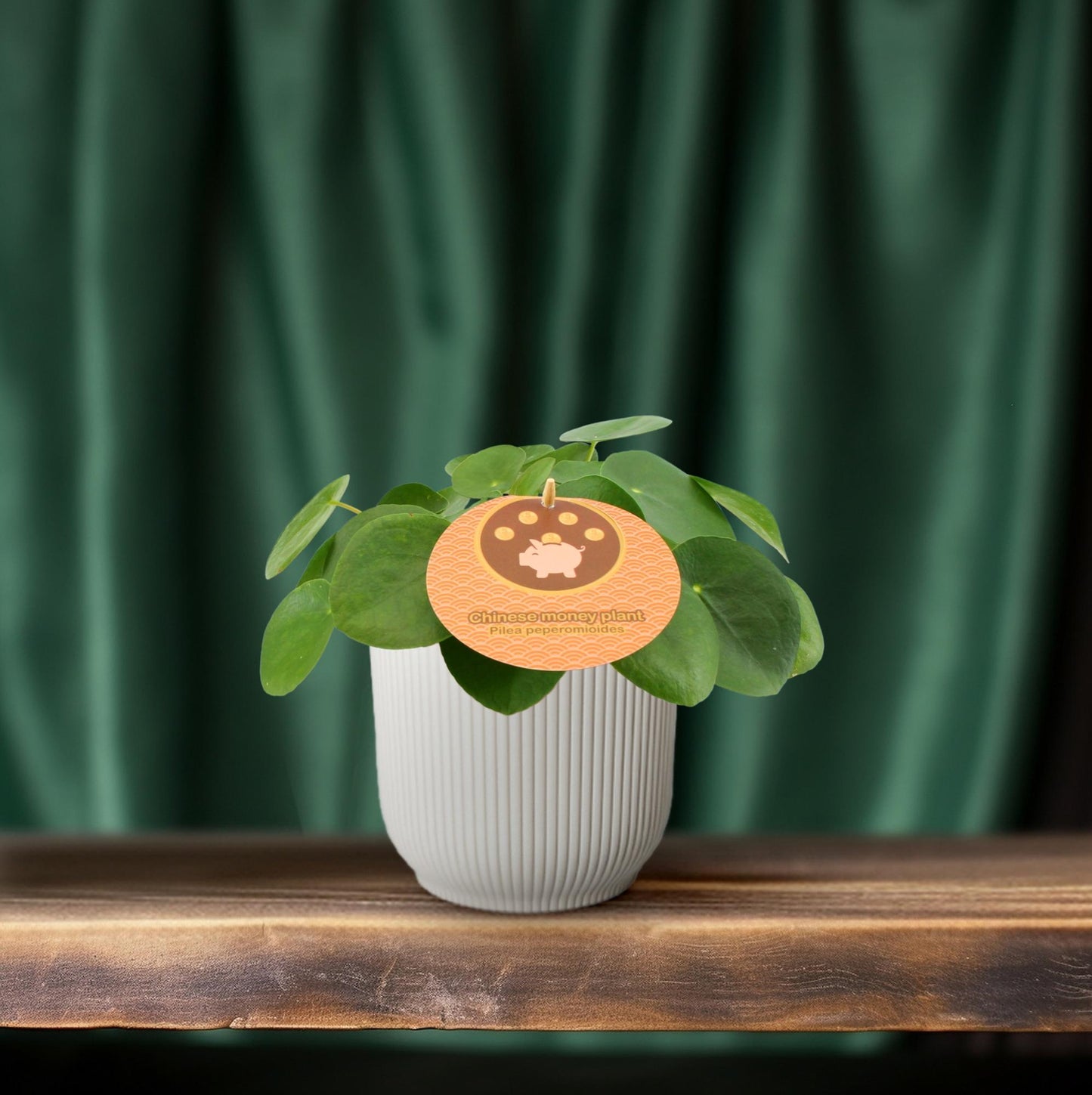 Pilea Peperomioides Ø12cm – Aluminium-Pflanze bei Pflanzfix24.de - Pflanzfix24.de