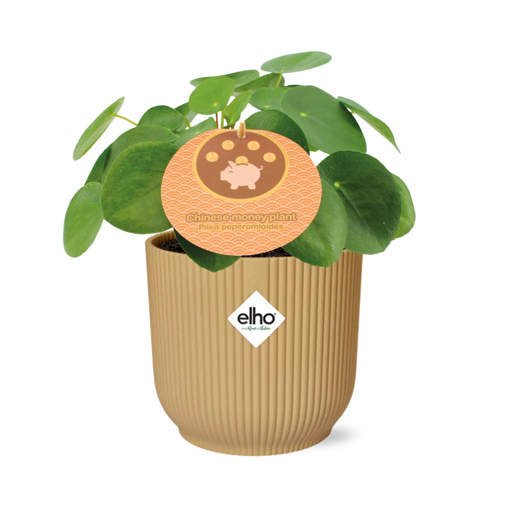 Pilea Peperomioides 12 cm im ELHO Vibes Fold Gelb | Pflanzfix24