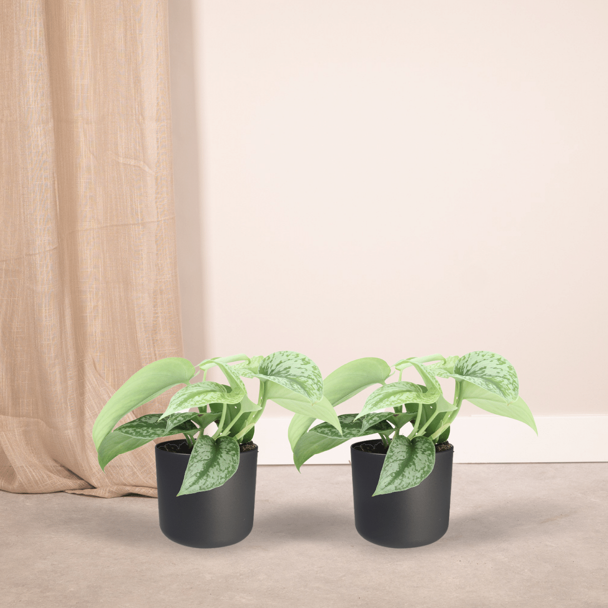 Scindapsus Pictus Trebie 2er-Set Ø12cm, 15cm hoch – Kletter- & Hängepflanze | Pflanzfix24.de - Pflanzfix24.de