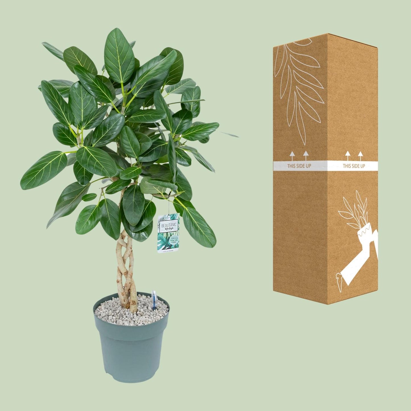 Ficus Altissima - Ø27cm - ↕110cm - Pflanzfix24
